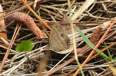 Wiregrass Prairie Preserve – Michael's Place