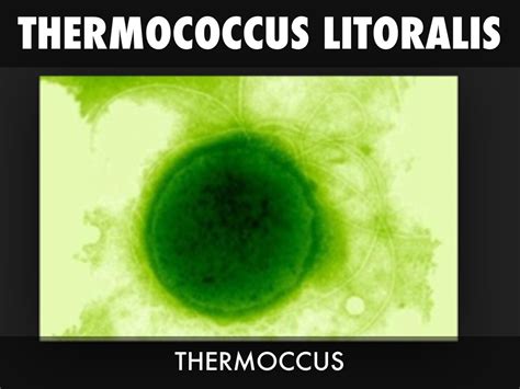 Thermococcus Litoralis Archaebacteria