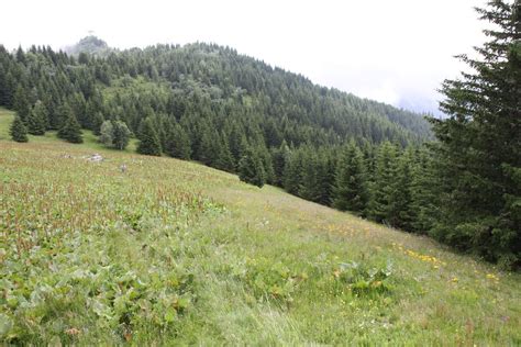 Espace Naturel Sensible De La For T Du Bout Et Combe Grasse Espaces