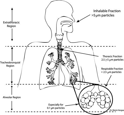 Regional Deposition Of Particles In The Human Respiratory Tract Download Scientific Diagram