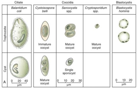 COCCIDIA Flashcards Quizlet