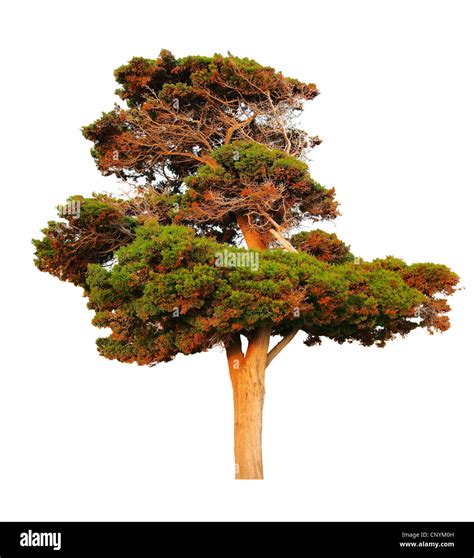 Evergreen Tree Cutout Hi Res Stock Photography And Images Alamy