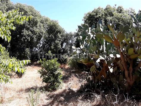 Terreno Agricolo Via Delle Palme Acireale Rif