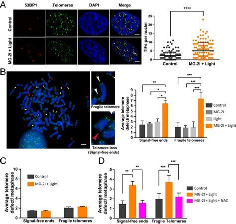 Chemoptogenetic Damage To Mitochondria Causes Rapid Telomere