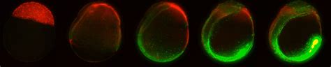 Zebrafish Embryo