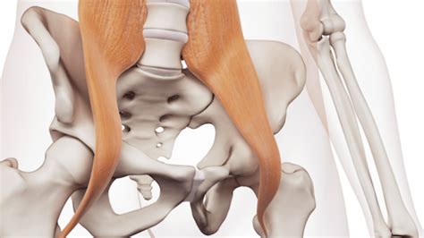 Hip Flexor Strain Causes Symptoms And Treatment Dr Tdr Reddy