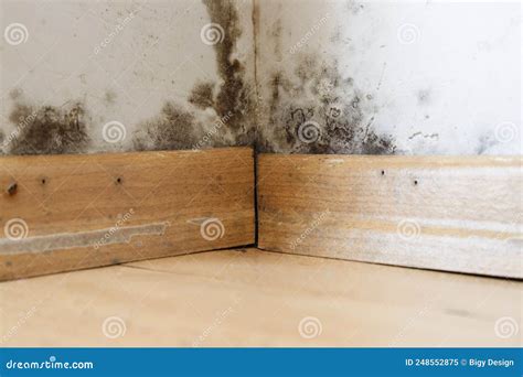 Damp Buildings Damaged By Black Mold And Fungus Dampness Or Water