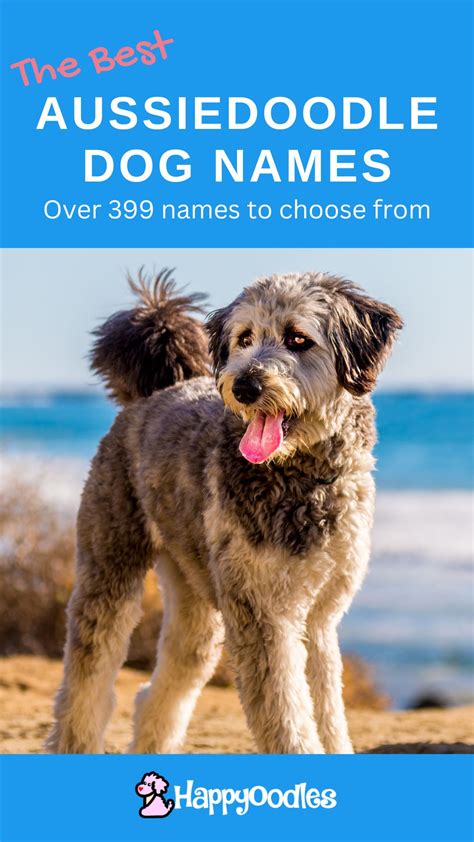 399+ Best Aussiedoodle Dog Names with Meaning - Happy Oodles