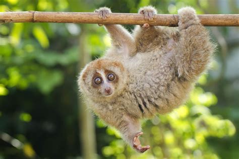 Bengal Slow Loris - India's Unseen Primate