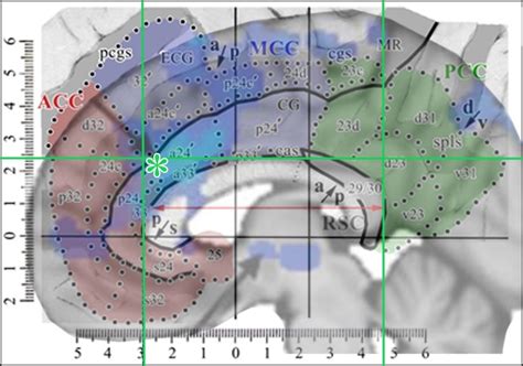 Anterior Cingulate Cortex Pain, Function & Damage | Human Cingulate Cortex