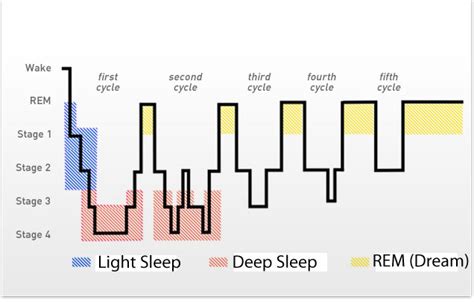 The Effect Of Broken Up Sleep On Muscle Development Rfitness