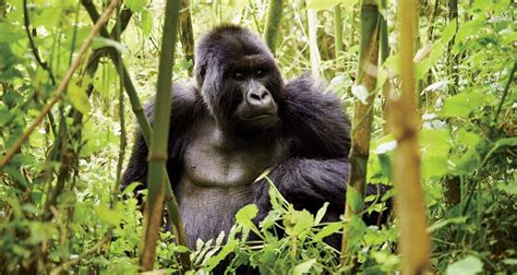 13 Day Uganda Gorillas Masai Mara Overland Safari By Exciting Africa