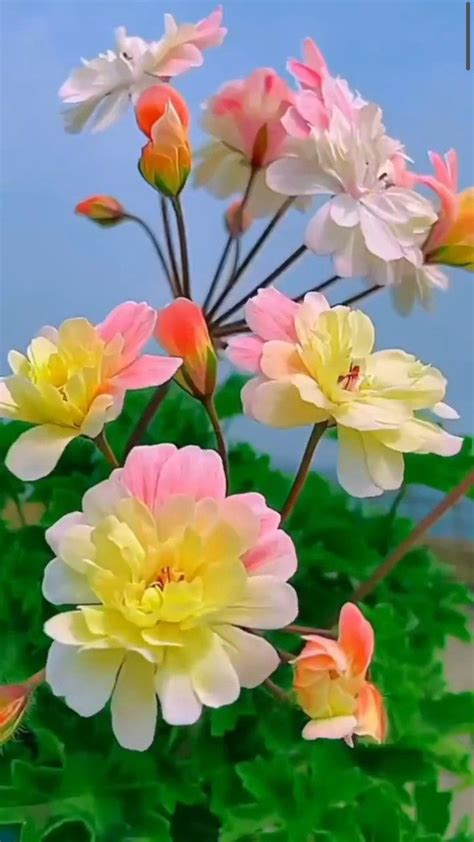 Pin By M H Admani On Beatiful And Clourful Flowers Beautiful Flowers