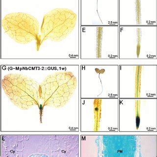 Histochemical Localization Of GUS Activity In Transgenic N Benthamiana