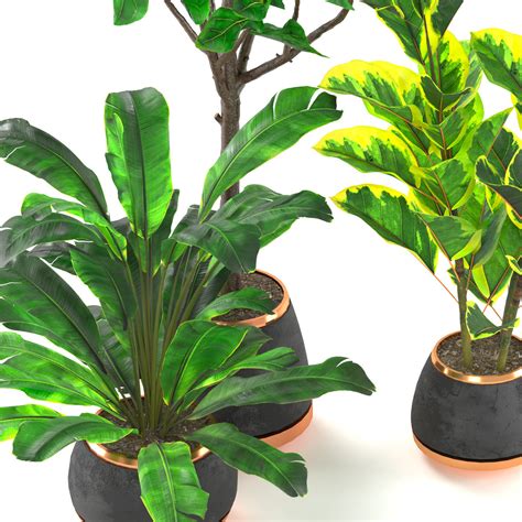 Ficus And Spathiphyllum Indoor Plant Collection Free 3d Model Cgtrader