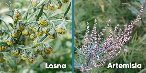 Diferença Entre Losna E Artemisia