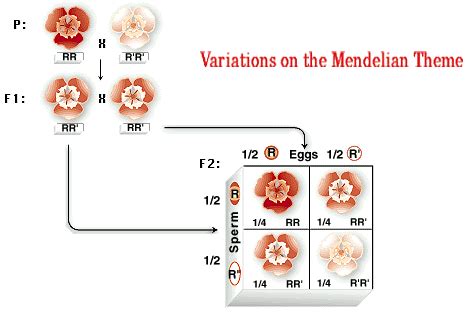 Explain the mendel''s laws in genetics, Biology