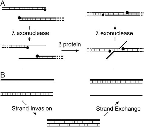 Homologous Dna Pairing And Strand Exchange