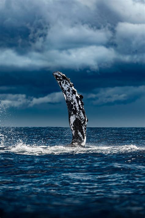 Humpback Whale Pectoral Fin Fine Art Photography Etsy