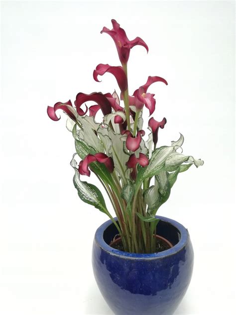 ZANTEDESCHIA 'FROZEN QUEEN' KALIA KALLA 35 CM - 9372703977 - oficjalne ...