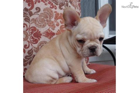 Meet Florida Frenchie A Cute French Bulldog Puppy For Sale For 2800