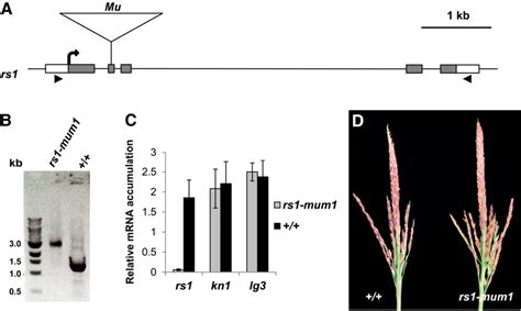 Figure From Unequal Redundancy In Maize Knotted Homeobox Genes C W