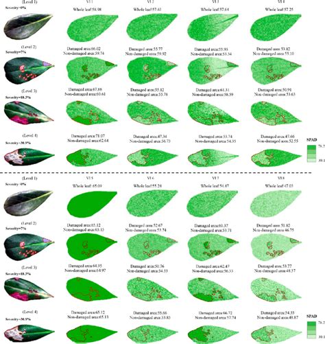 Visualization Of Leaf Spad Value Using The Composite Equation Based On