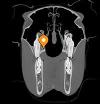 Sphenopalatine artery - vet-Anatomy - IMAIOS