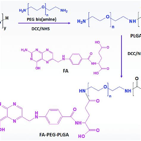 Plga Is Hydrolyzed Into Lactic Acid And Glycolic Acid These Hydrolysis