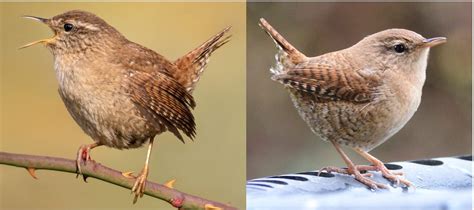 common birds   germany  bird watching hq