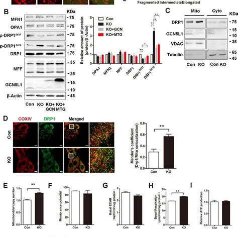 Gcn5l1 Controls Drp1 Translocation And Mitochondrial Fission A