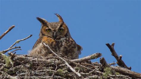 Pasco County, 3/10/2013 | Focusing on Wildlife