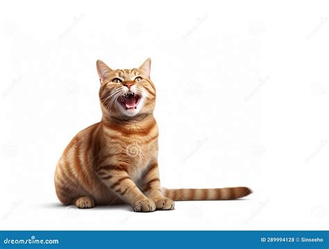 Happy laughing cat stock illustration. Illustration of copy - 289994128