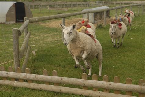 We are the Foords: sheep racing!