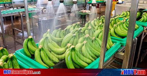 Hoy Tamaulipas Refuerza Agricultura Acciones Para Prevenir Entrada De