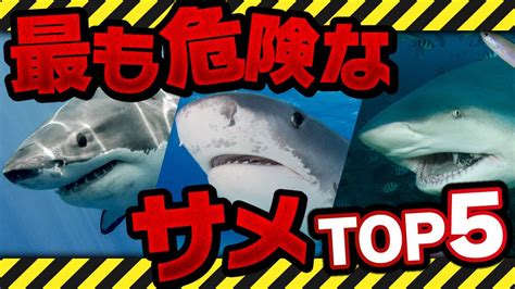 人喰いザメ集結！？世界で最も危険なサメtop5をガチのサメ好きが解説付きで紹介！【危険生物】【危険ザメ】【ホホジロザメ】 Bv Naire