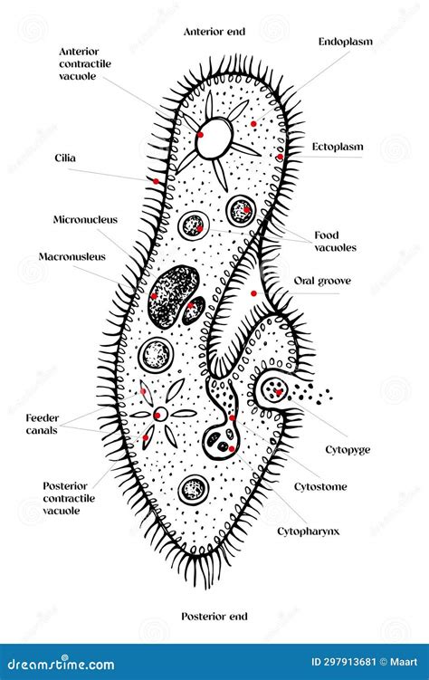 Paramecium Caudatum. Vector Drawing Icon | CartoonDealer.com #292839133