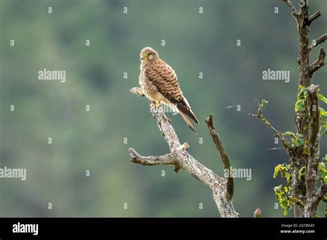 Common Common Kestrel Falco Tinnunculus Adult Bird Female Sitting