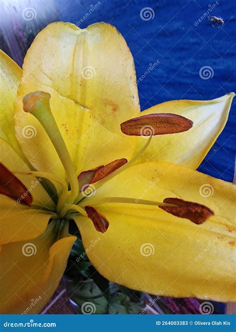 Yellow Flower Petals Stamens And Pistil Lily Macro Blue Background