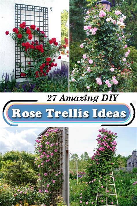 Looking for some innovative ways to train your beautiful rose bushes in ...