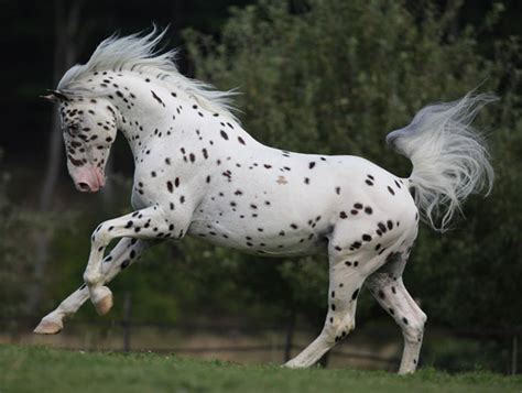 Introduction To Appaloosa Patterns And Genetics Good Horse