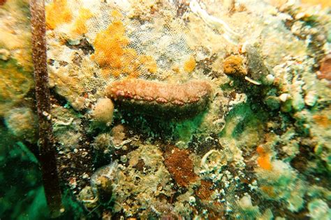 Cryptoplax Striata From Old Rapid Bay Jetty On September 04 2022 At 03