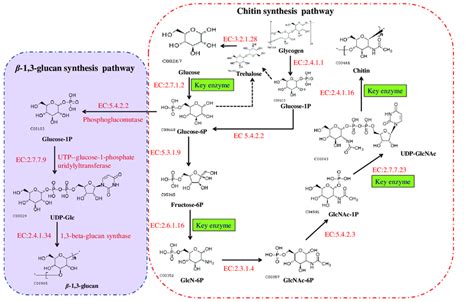 The biosynthetic pathways of chitin and β 1 3 glucan in fungi These