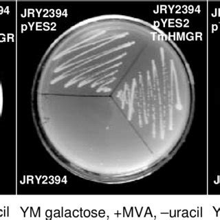 The Functional Complementation For The Growth Of The Yeast Strain