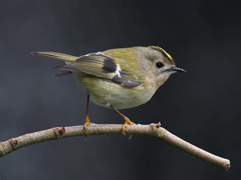 The Goldcrest is smaller than the Wren and is Europe's smallest bird