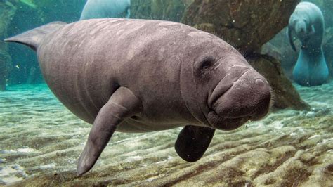 Are Manatees Friendly?