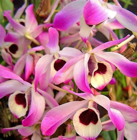 India Ecowatch Orchids Of The North East