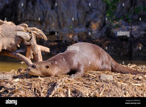 Giant Otter Or Giant River Otter Pteronura Brasiliensis Cuiaba River