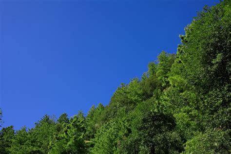 Free Treeline on sky Stock Photo - FreeImages.com