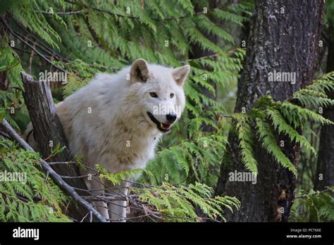 Grey Wolf. Golden, British Columbia, Canada Stock Photo - Alamy